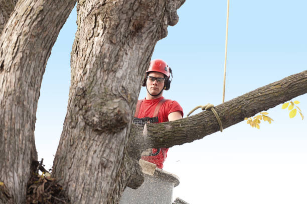 Reliable Macungie, PA Tree Services Solutions